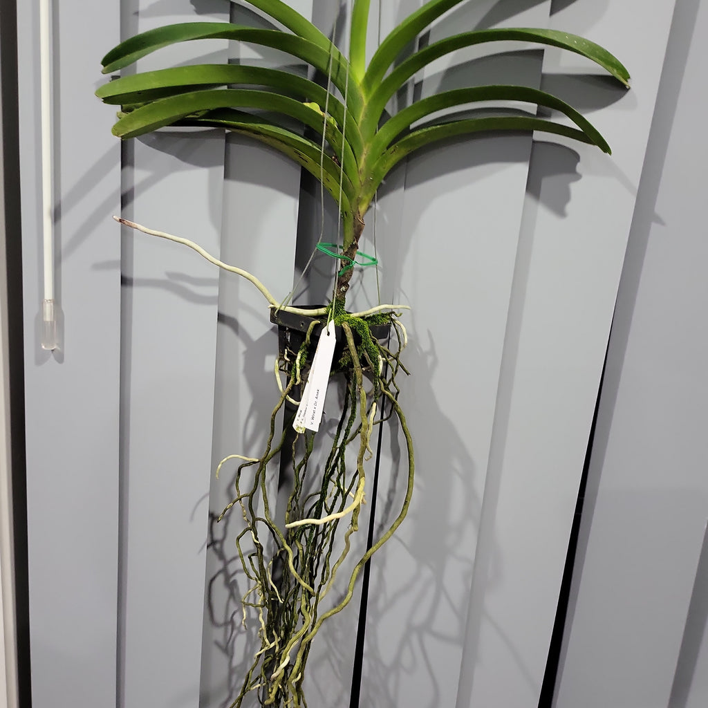 Vanda Wirat x Dr. Anek ( FLOWERING - IN SPIKE!)