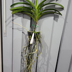Vanda Wirat x Dr. Anek ( FLOWERING - IN SPIKE!)