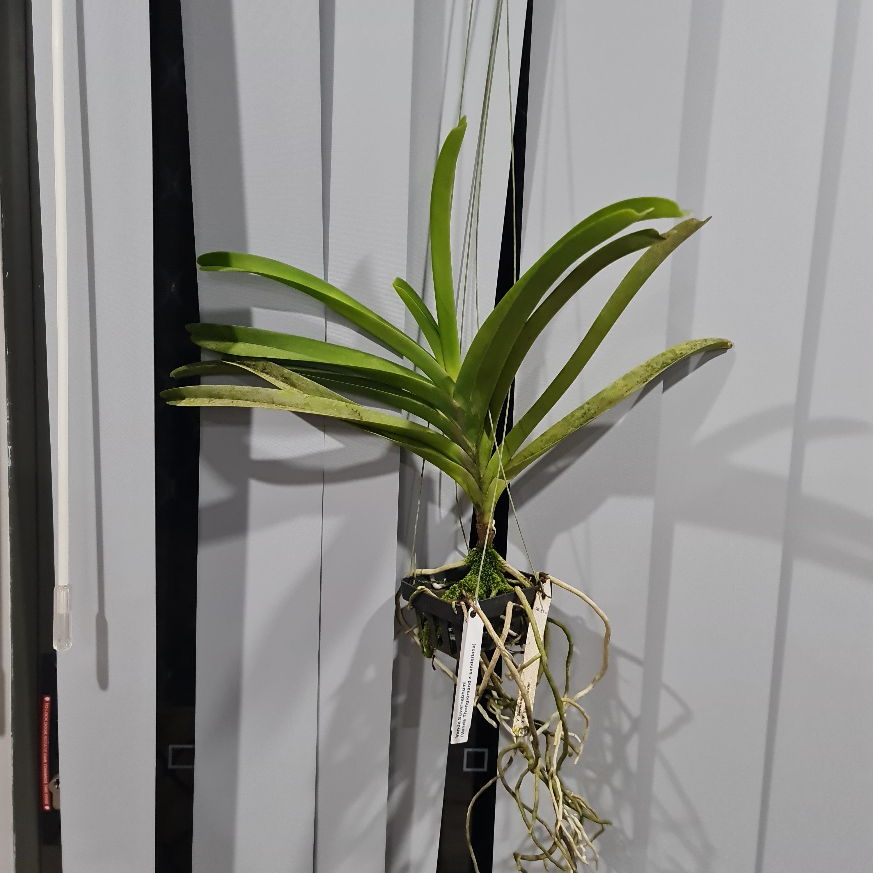 Vanda Suvarnabhumi - V. Thonglorsand × sanderiana (Flowering - IN SPIKE) Secondary image