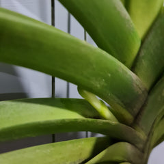 Vanda Suvarnabhumi - V. Thonglorsand × sanderiana (Flowering - IN SPIKE)