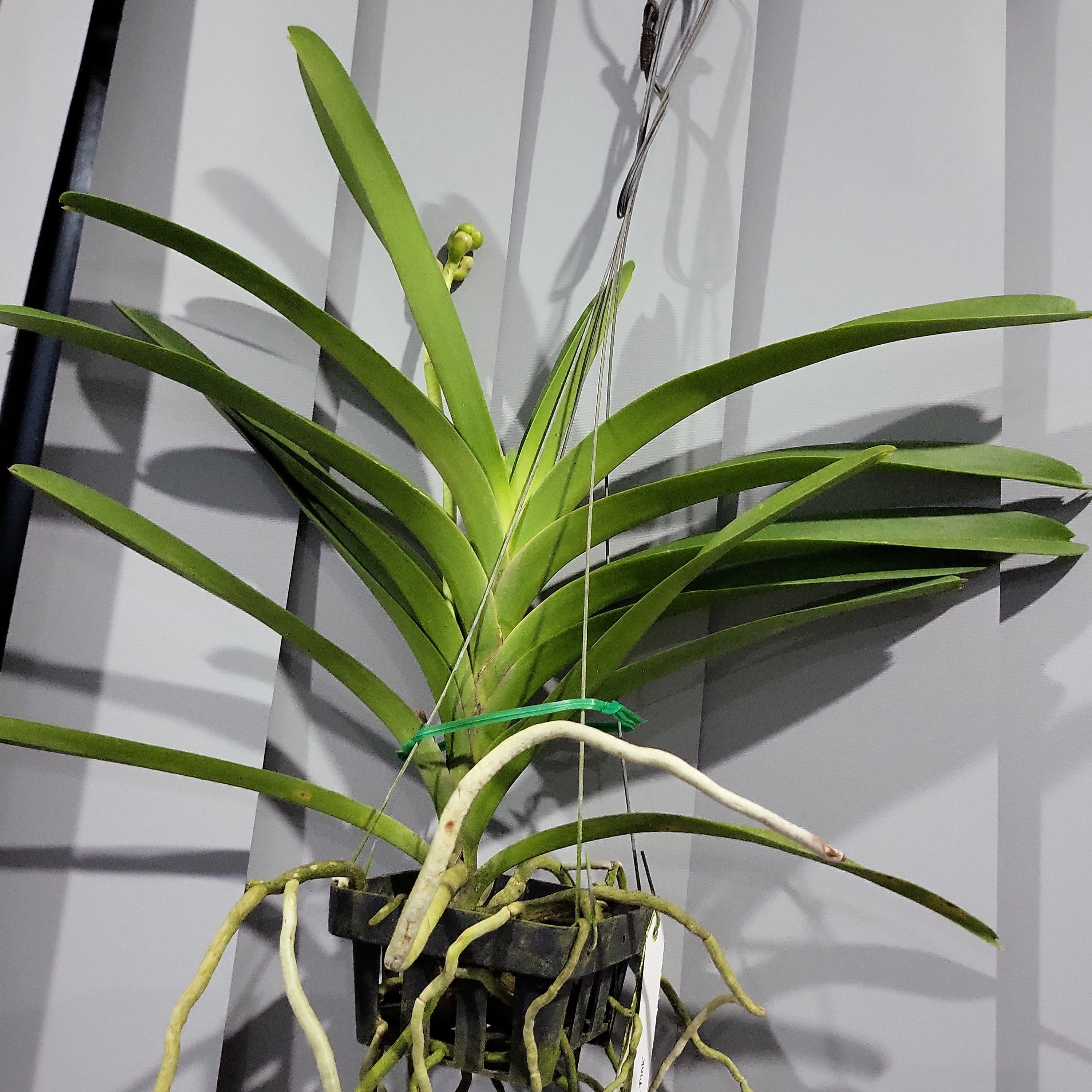 Vanda Robert's Delight 'Pink' (FLOWERING - SPIKE !) Secondary image