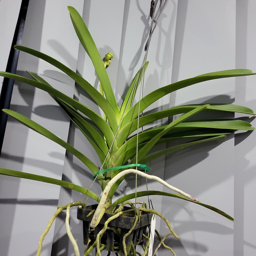 Vanda Robert's Delight 'Pink' (FLOWERING - SPIKE !)