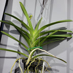 Vanda Robert's Delight 'Pink' (FLOWERING - SPIKE !)