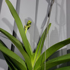 Vanda Robert's Delight 'Pink' (FLOWERING - SPIKE !)