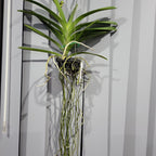 Vanda Robert's Delight 'Pink' (FLOWERING - SPIKE !)