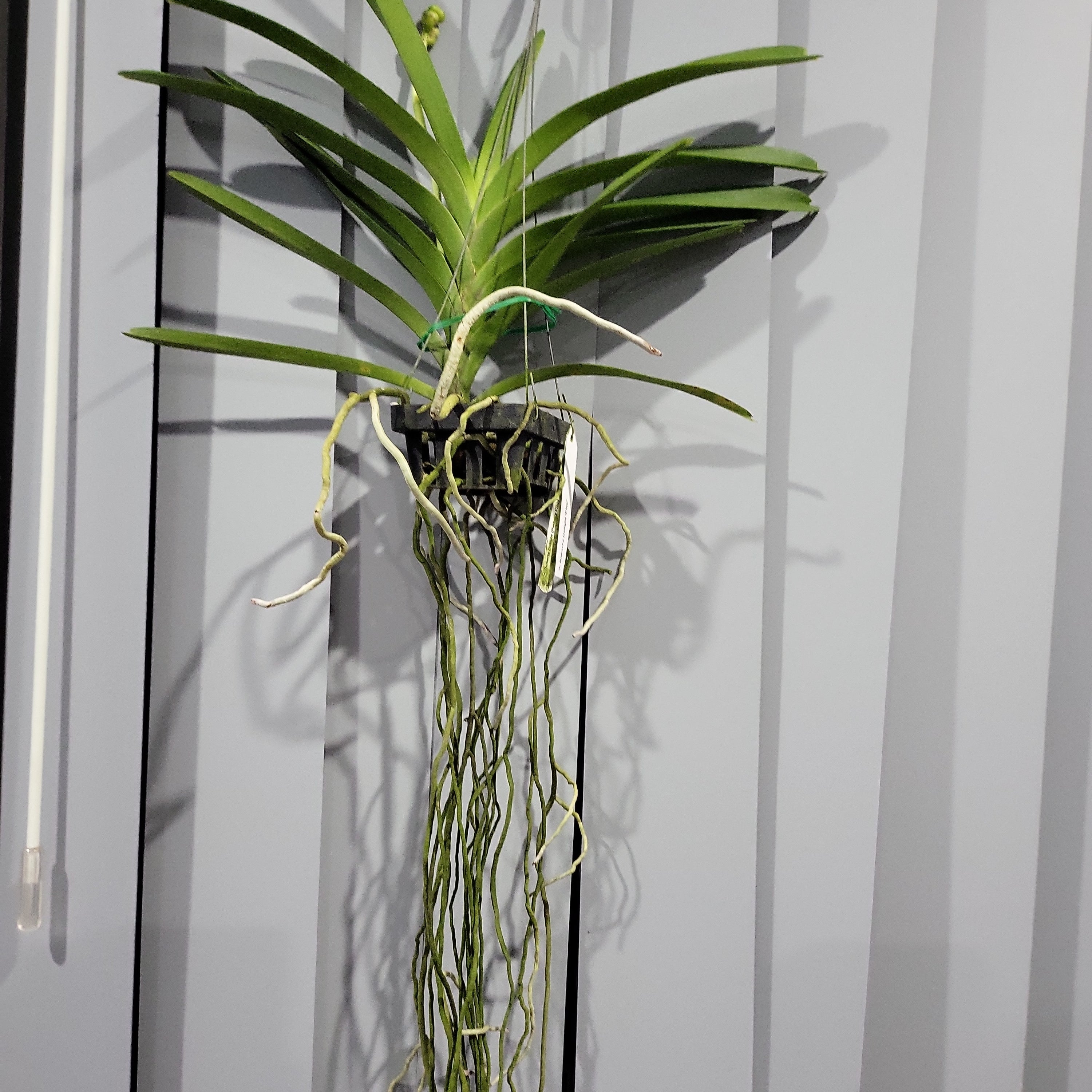 Vanda Robert's Delight 'Pink' (FLOWERING - SPIKE !)