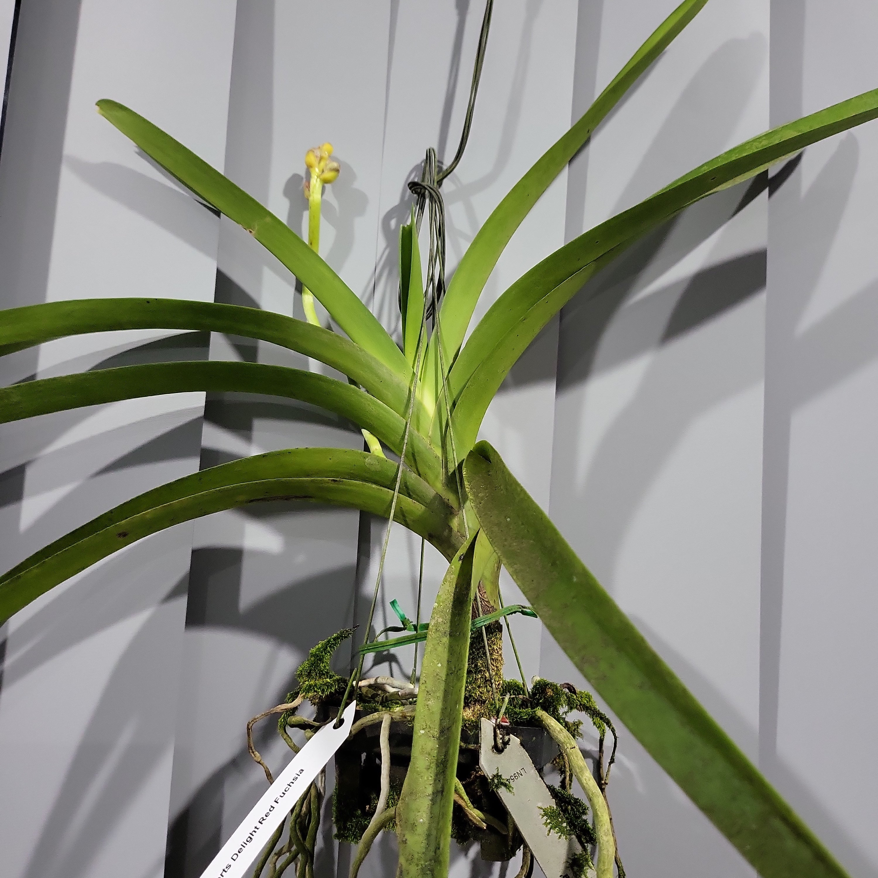 Vanda Roberts Delight Red Fuchsia (FLOWERING - SPIKE!) Secondary image