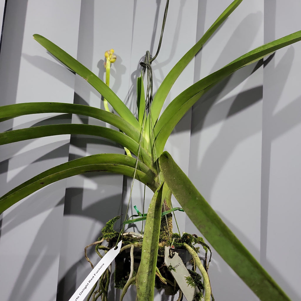 Vanda Roberts Delight Red Fuchsia (FLOWERING - SPIKE!)