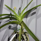 Vanda Roberts Delight Red Fuchsia (FLOWERING - SPIKE!)