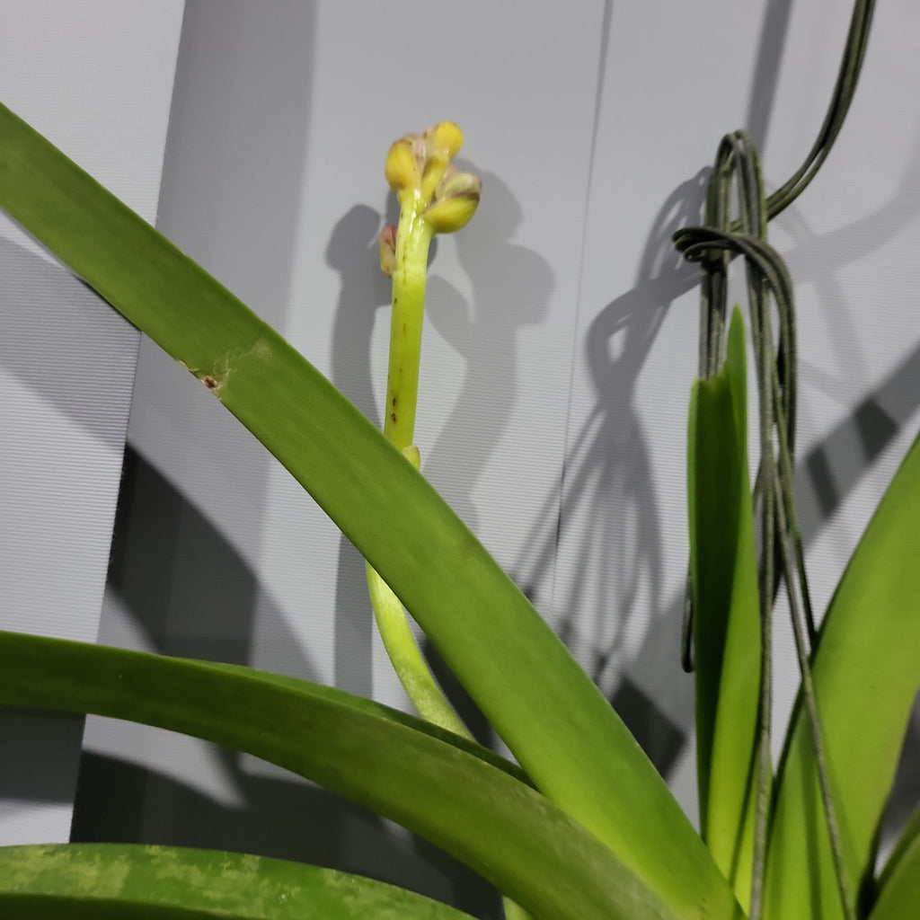 Vanda Roberts Delight Red Fuchsia (FLOWERING - SPIKE!)