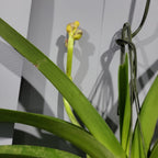 Vanda Roberts Delight Red Fuchsia (FLOWERING - SPIKE!)
