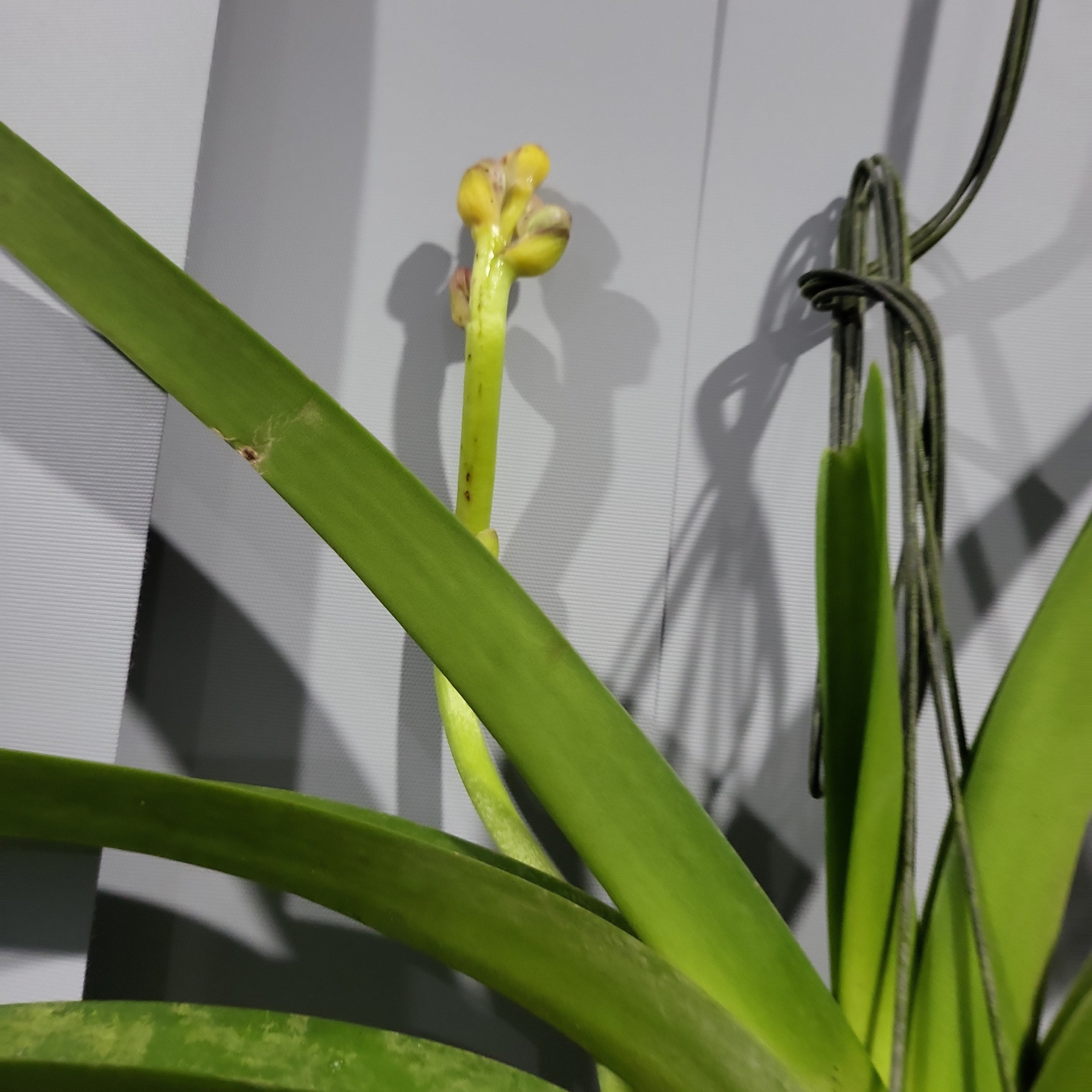 Vanda Roberts Delight Red Fuchsia (FLOWERING - SPIKE!)