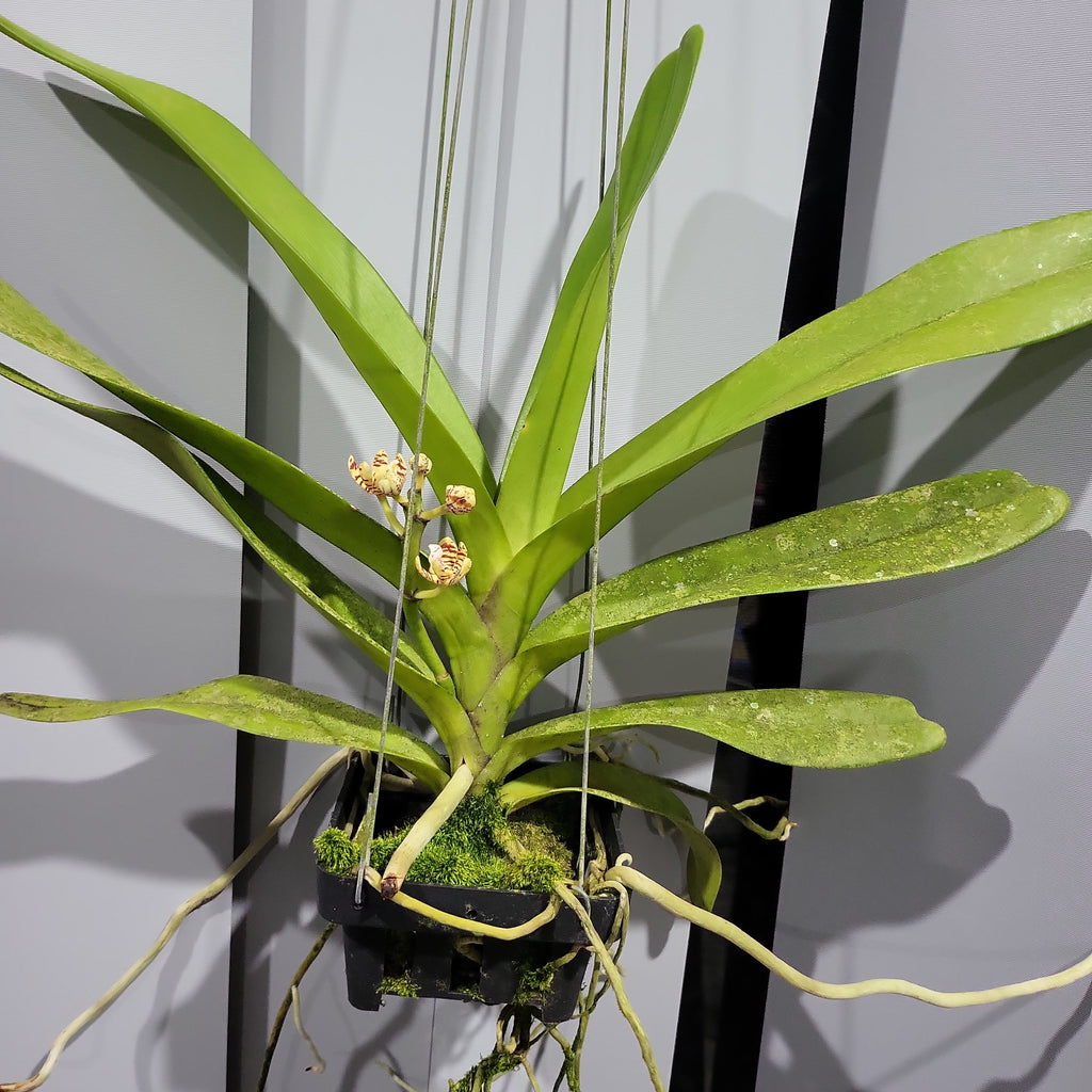 Aerides rigida (Red)