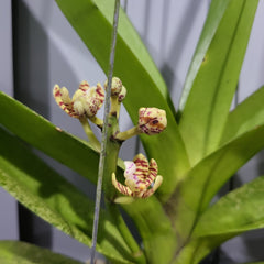 Aerides rigida (Red)