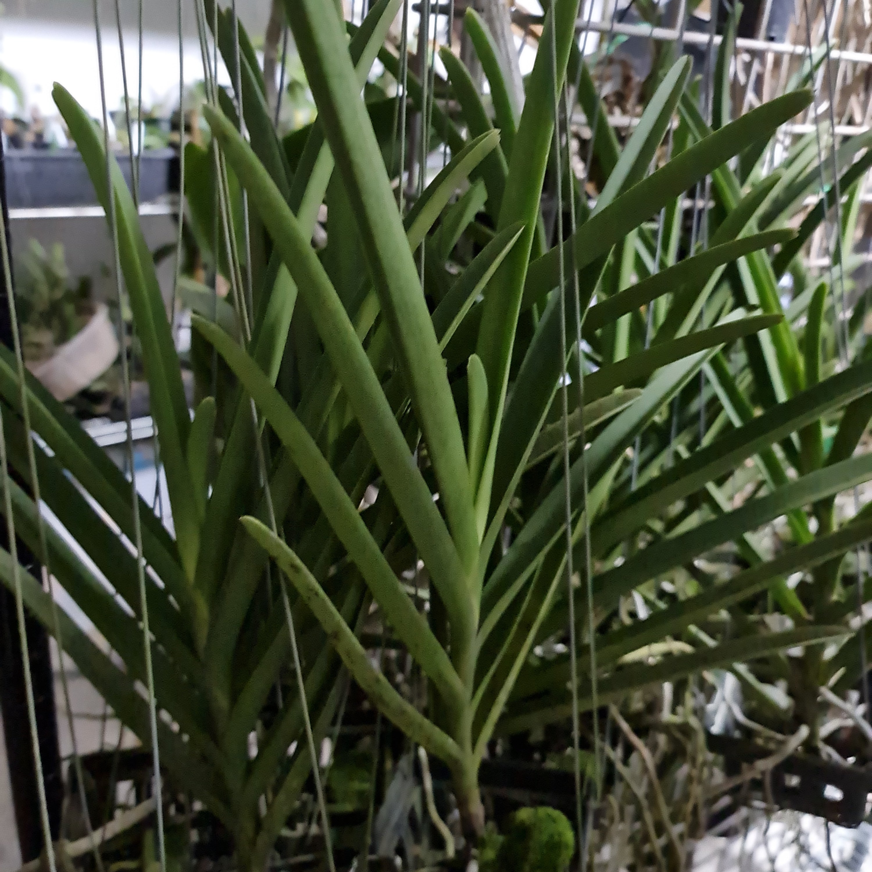Vanda Jokenny (FLOWERING SIZE) Secondary image