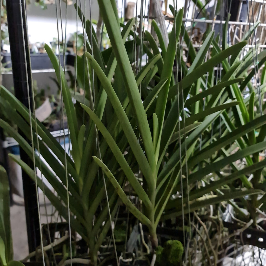 Vanda Jokenny (FLOWERING SIZE)