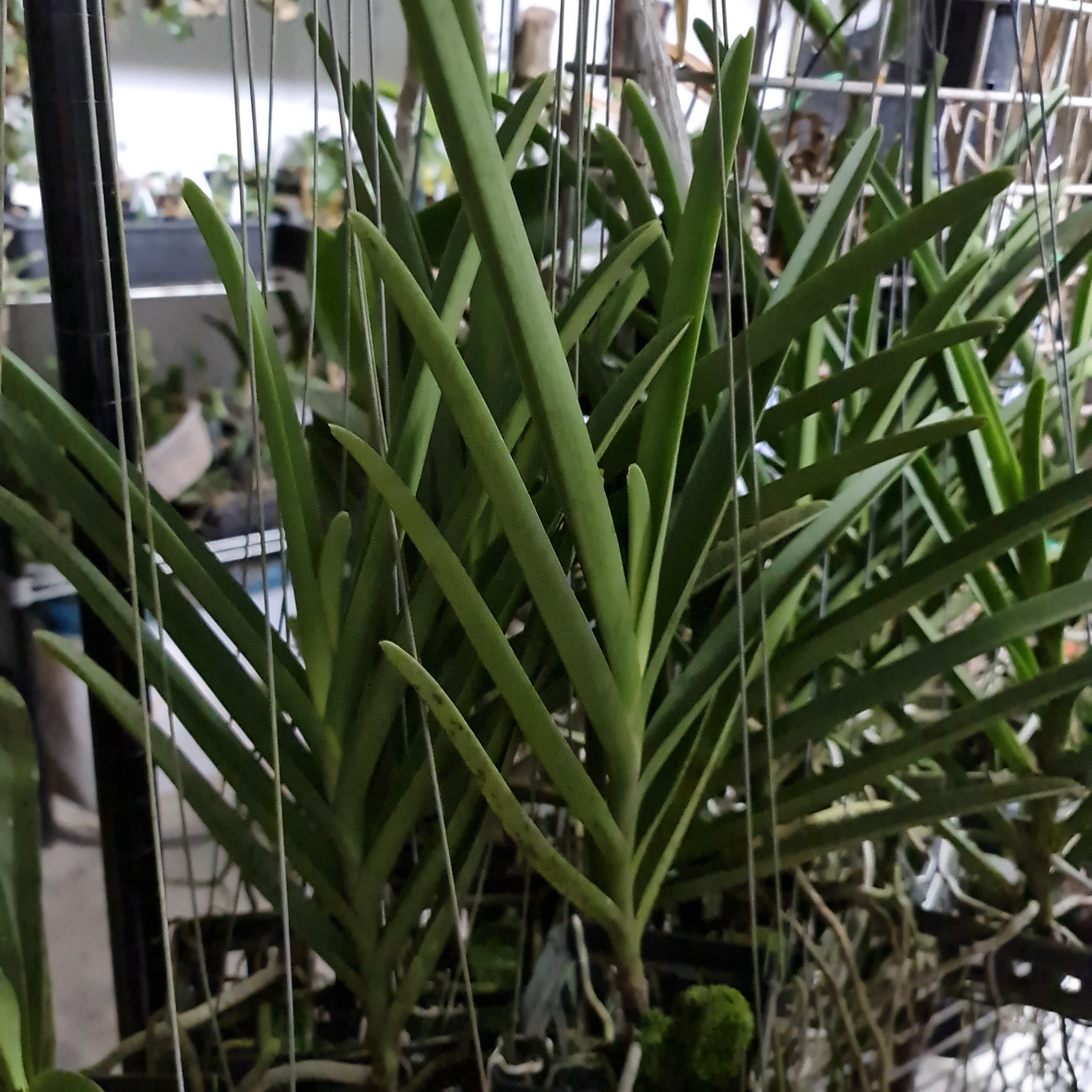 Vanda Jokenny (FLOWERING SIZE)