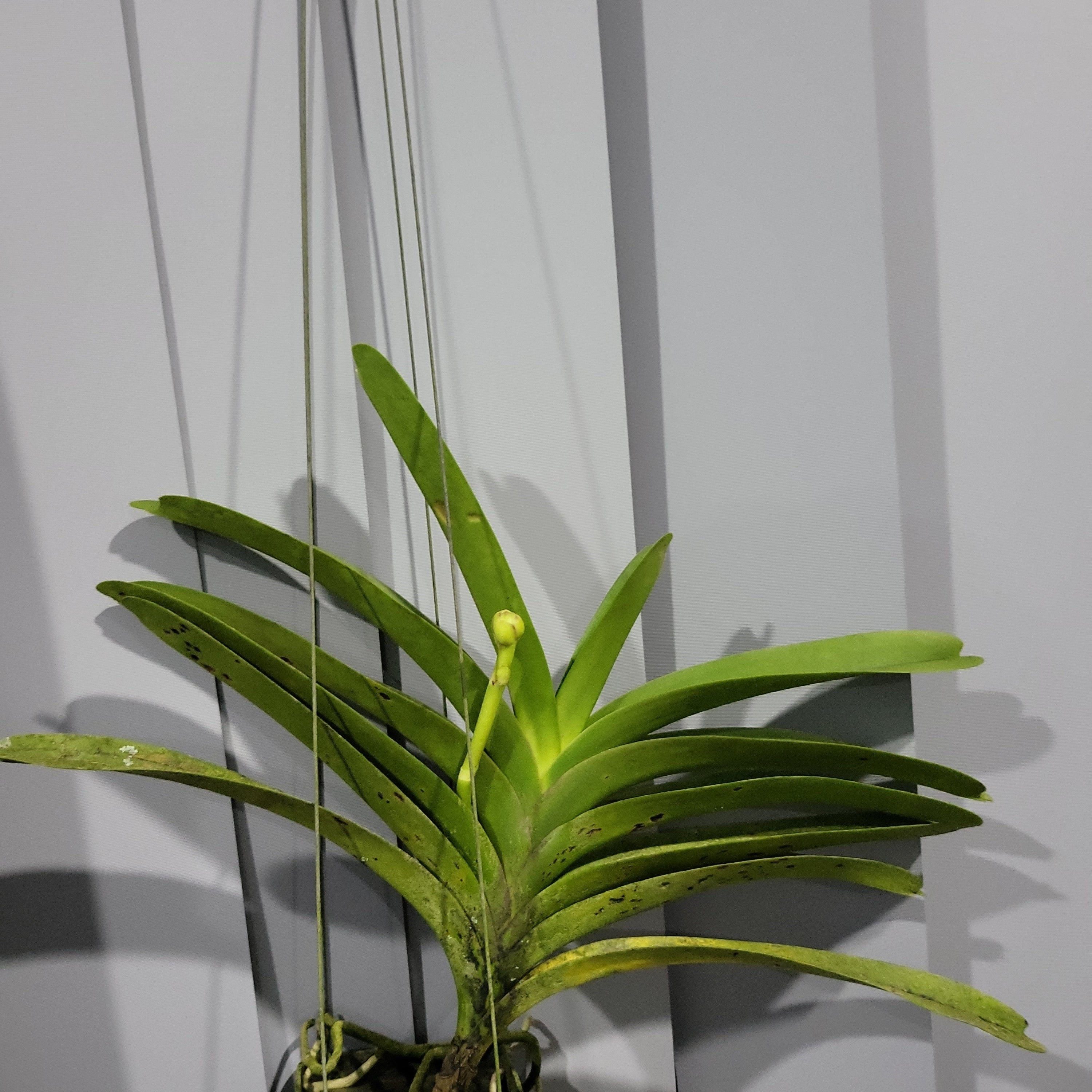 Vanda Roberts Delight Blue (IN SPIKE) Secondary image