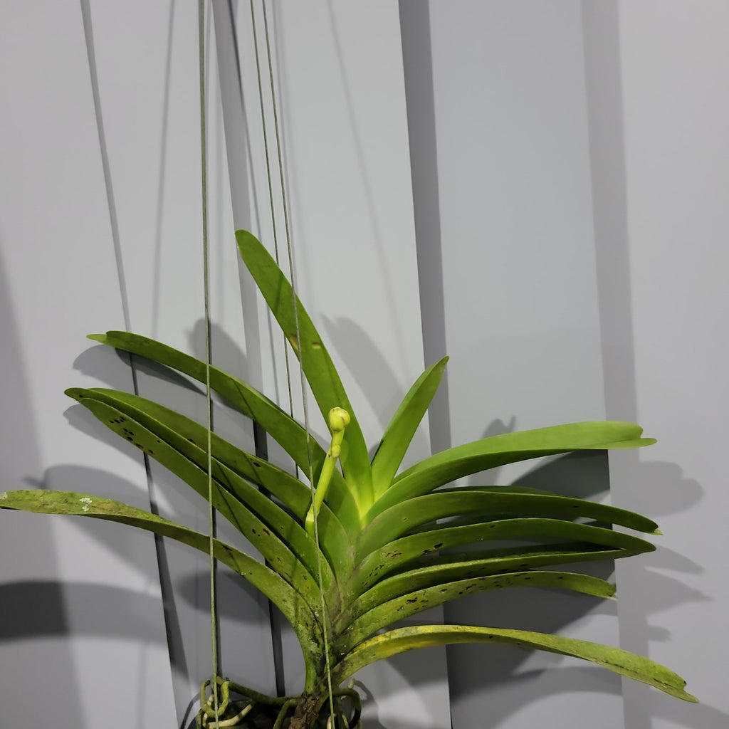Vanda Roberts Delight Blue (IN SPIKE)