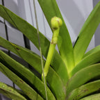 Vanda Roberts Delight Blue (IN SPIKE)
