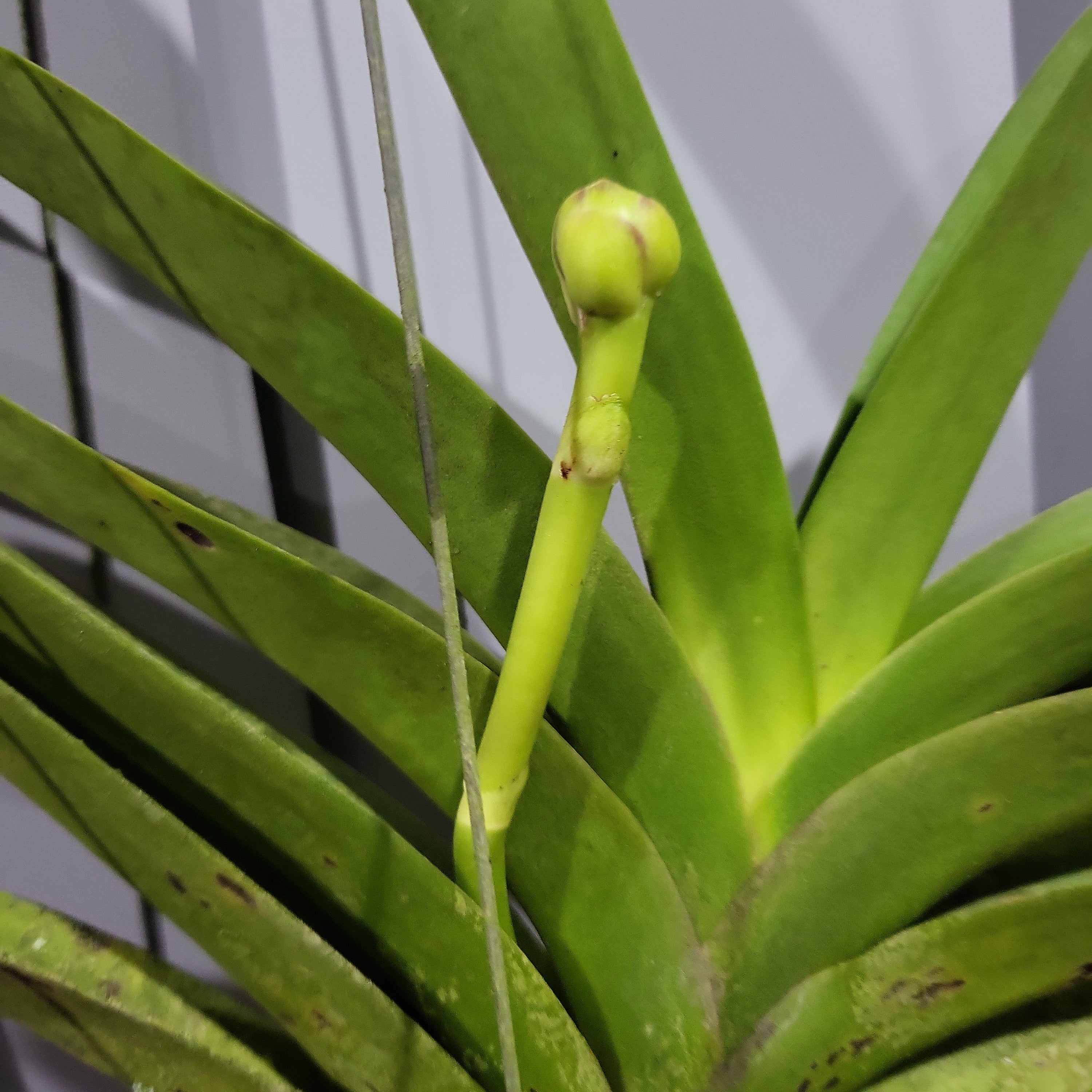 Vanda Roberts Delight Blue (IN SPIKE)