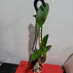 Dendrobium Hai Sing x Pink Lip (Hard Cane Flowering Size)
