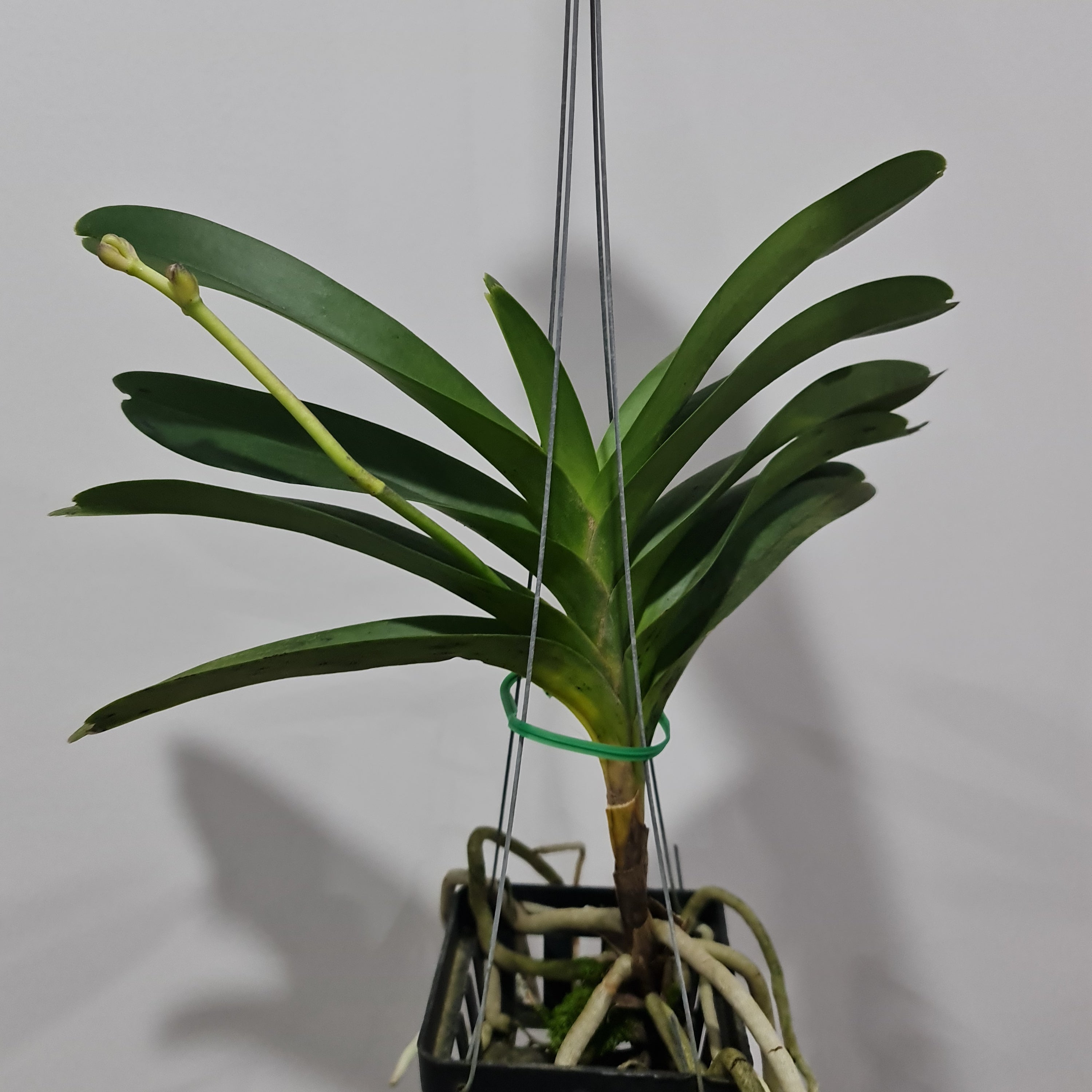 Vanda Pachara Delight (BLOOMING - IN SPIKE)