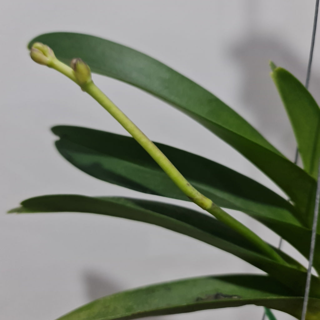 Vanda Pachara Delight (BLOOMING - IN SPIKE)