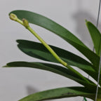 Vanda Pachara Delight (BLOOMING - IN SPIKE)
