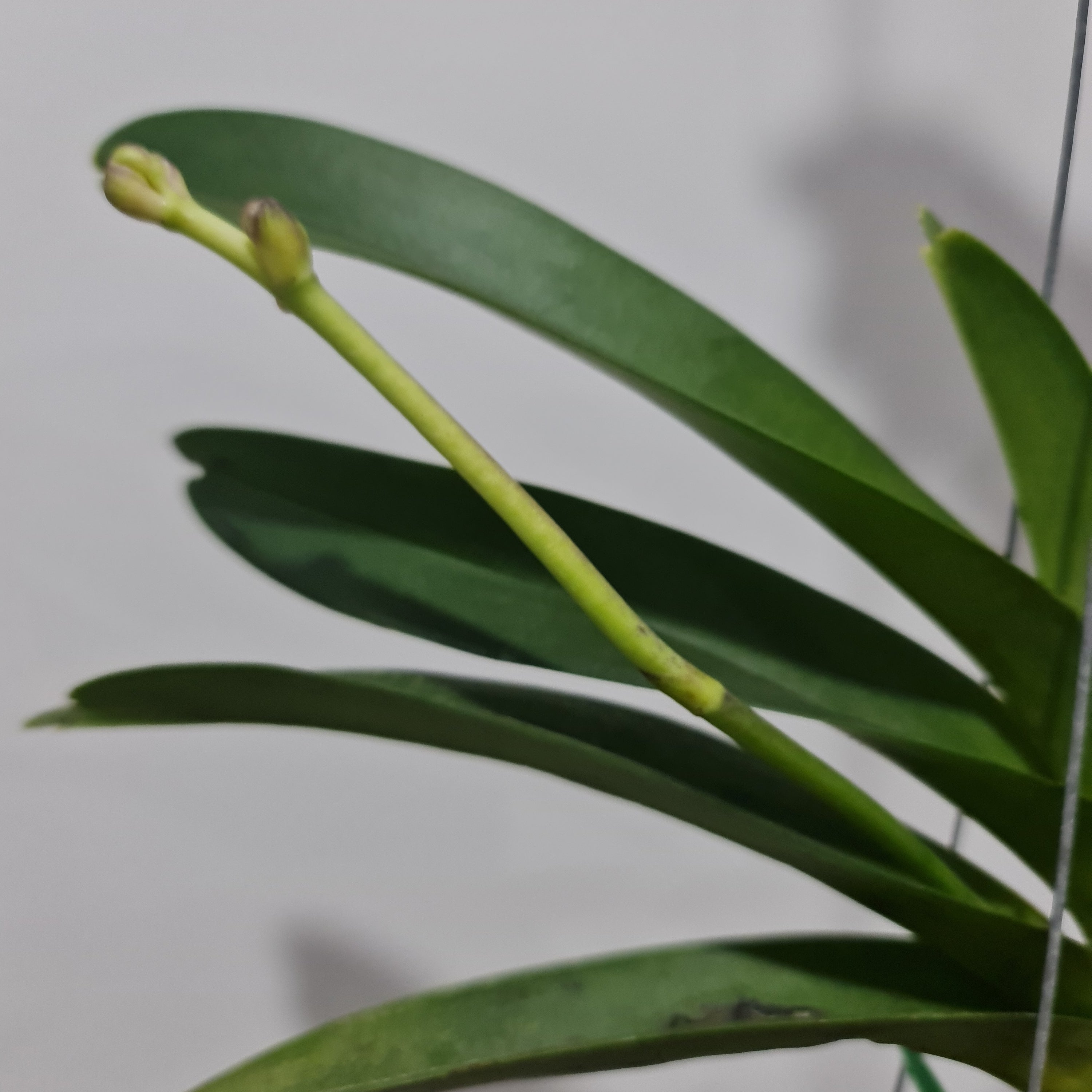 Vanda Pachara Delight (BLOOMING - IN SPIKE)