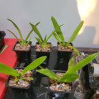 Paphiopedilum Frank Booth ( Paph. Stonei x Paph. Parishii)