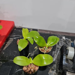 Phalaenopsis Violacea (Fragrant)