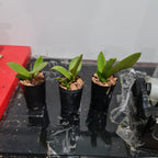 Trichocentrum lanceanum (syn. Oncidium lanceanum)