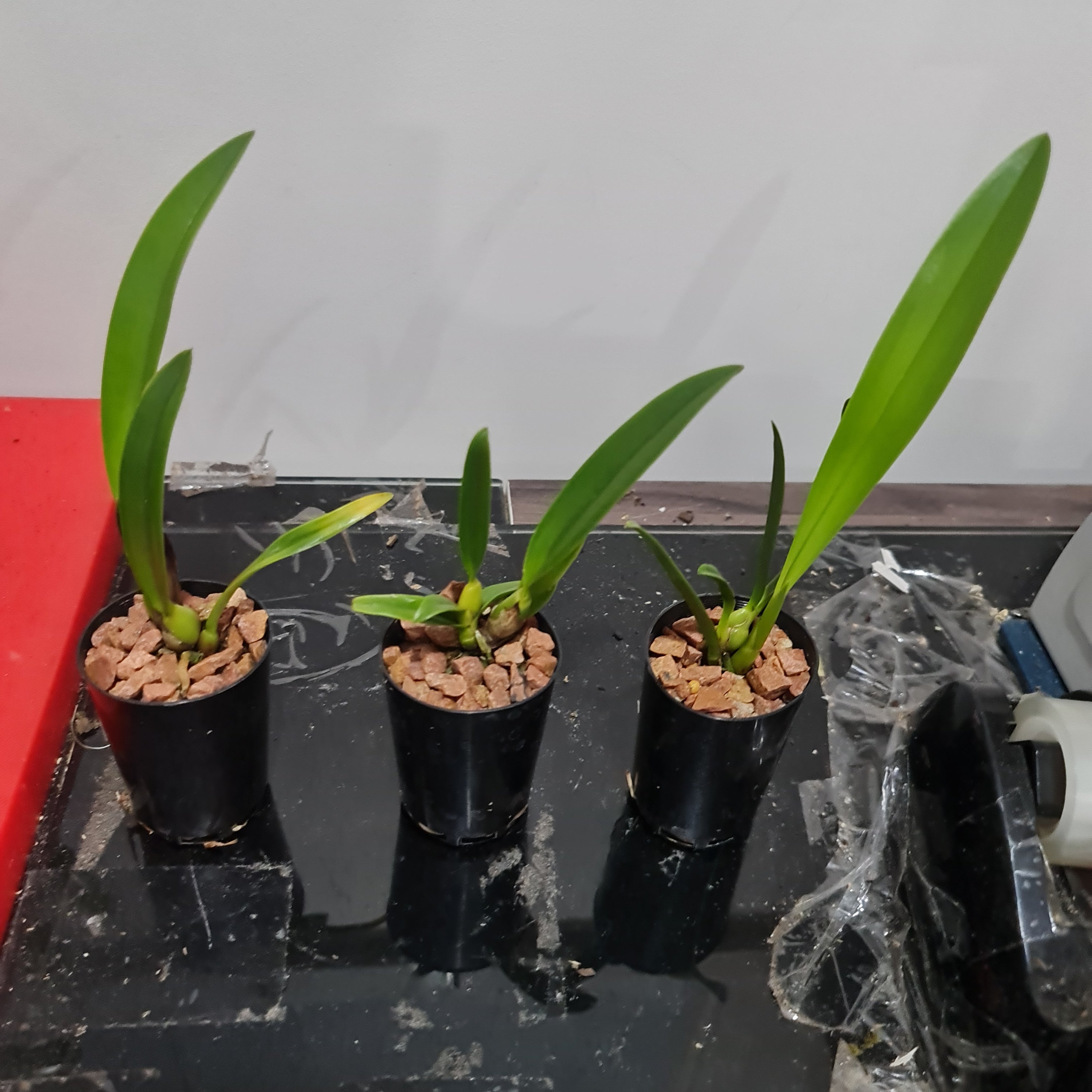 Cattleya schomburgkia lueddemanniana (RARE SPECIES) Secondary image