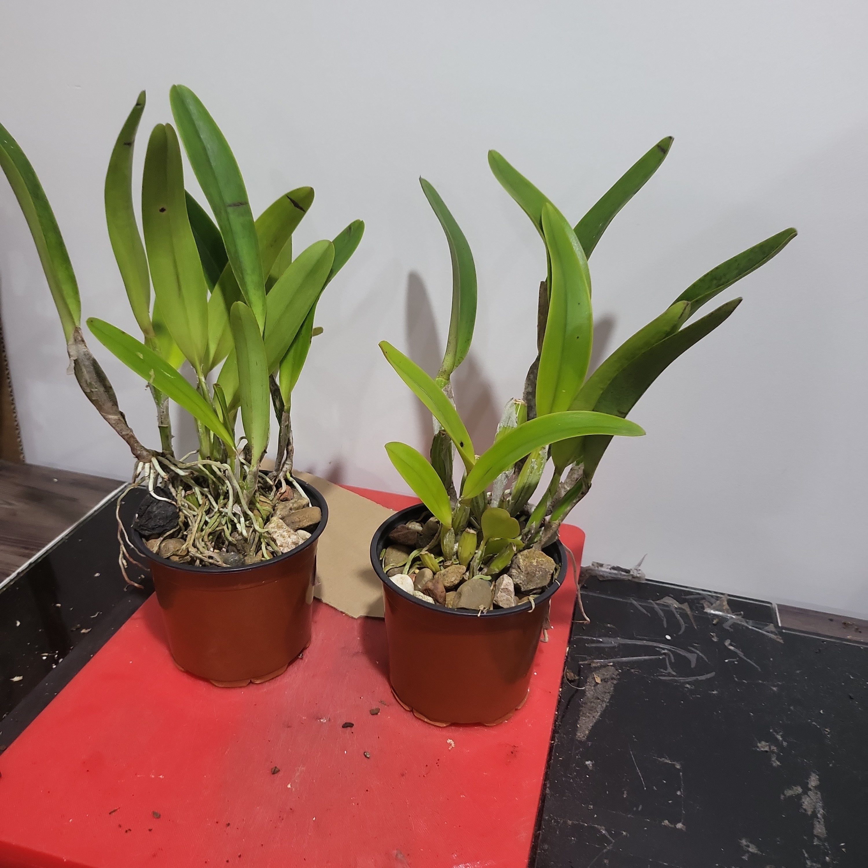 Cattleya trianae coerulea (RARE SPECIES) Secondary image