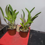 Cattleya trianae coerulea (RARE SPECIES)