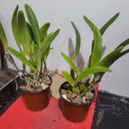 Cattleya trianae coerulea (RARE SPECIES)