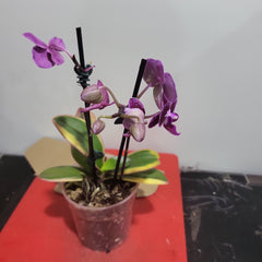 Phalaenopsis Chia E Lin Variegated (IN FLOWER/SPIKE)