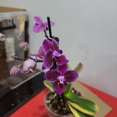 Phalaenopsis Chia E Lin Variegated (IN FLOWER/SPIKE)