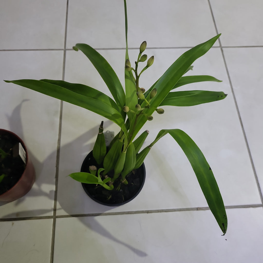 Prosthechea radiata (Fragrant Species) IN SPIKKE NOW !