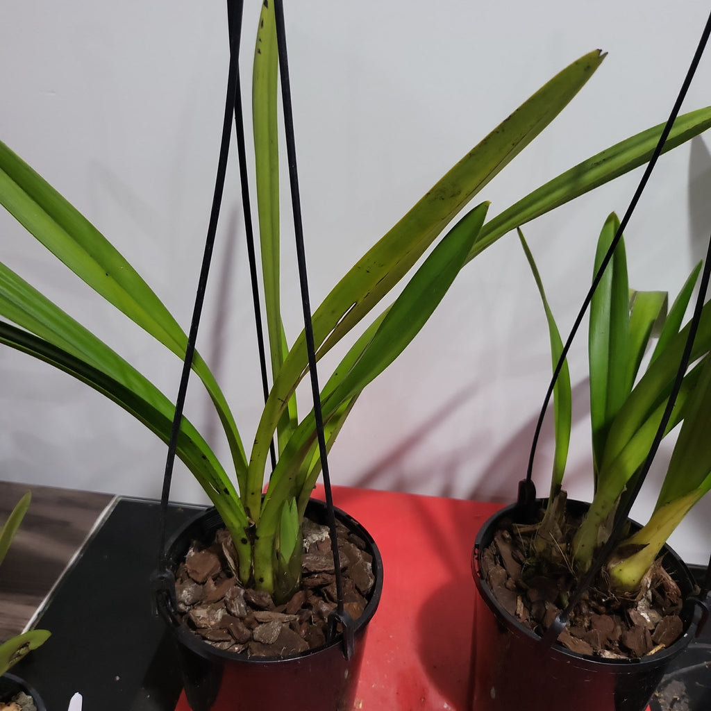 Cymbidium Ensi Canal
