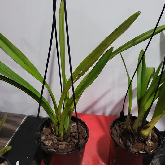 Cymbidium Ensi Canal