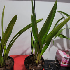 Cymbidium Ensi Canal