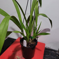 Grammatocymbidium Indrajit x Cymbidium Little Black Sambo