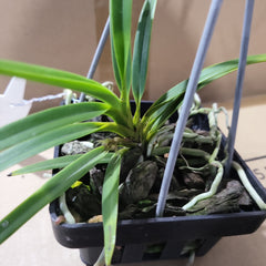 Neofinetia falcata (Fragrant Species) IN SPIKE NOW