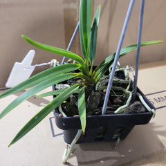 Neofinetia falcata (Fragrant Species) IN SPIKE NOW