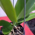 Aerangis Modesta (Fragrant Species)