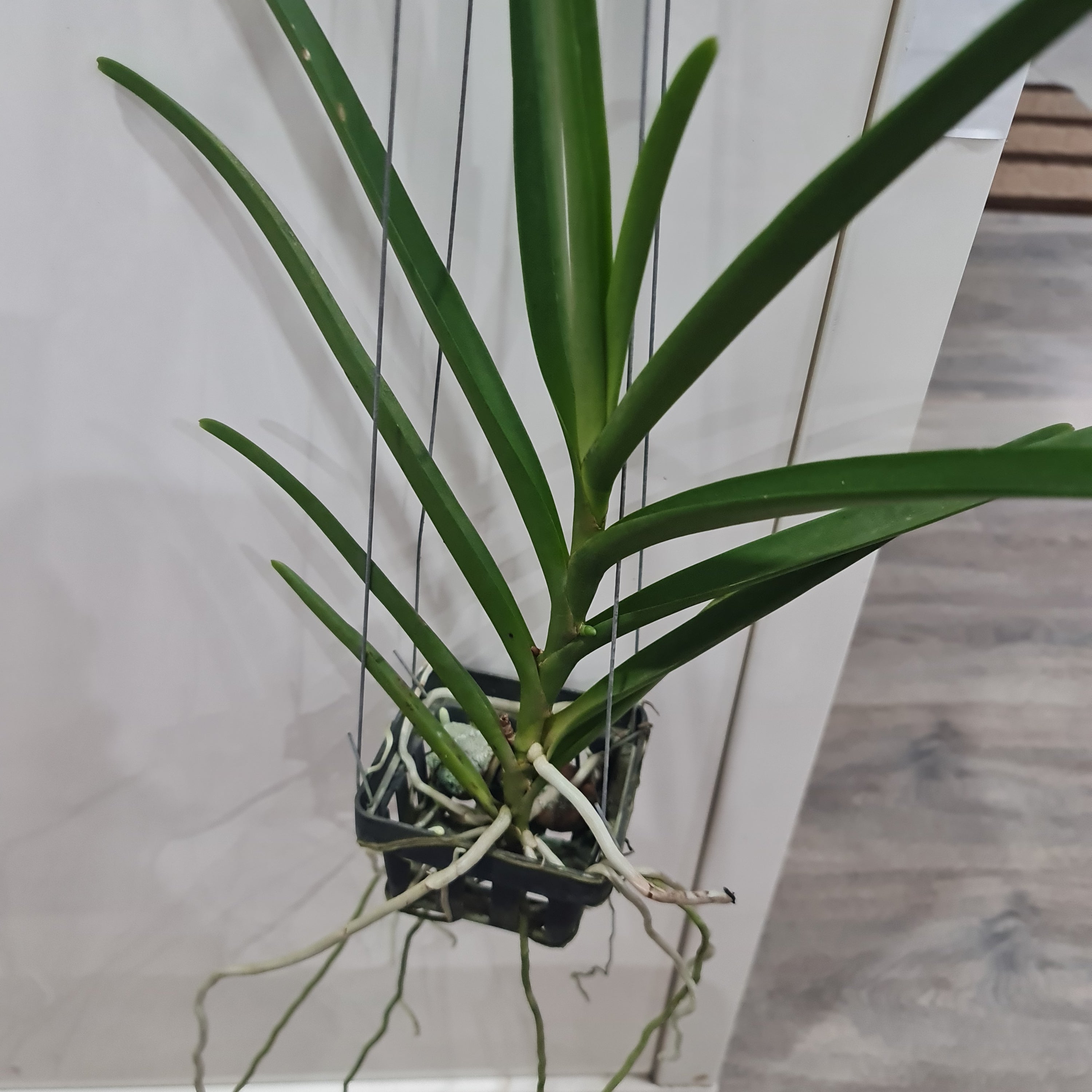 Vanda Jokenny (FLOWERING - IN SPIKE!) Secondary image