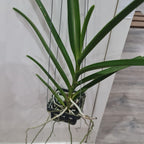 Vanda Jokenny (FLOWERING - IN SPIKE!)