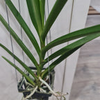 Vanda Jokenny (FLOWERING - IN SPIKE!)